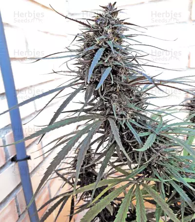 Purple Haze x Malawi Regular (Ace Seeds)