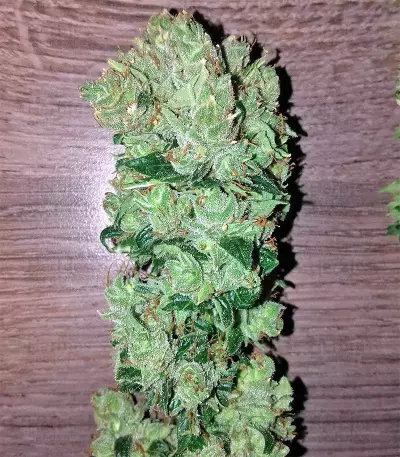 Ruderalis Skunk regular (Sensi Seeds)