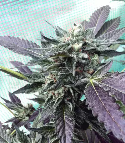 Sherbet (Seedstockers)