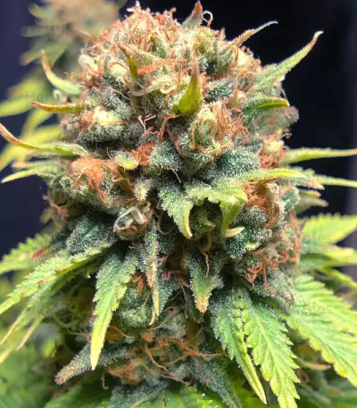 Stinkin' Bishop (Cheese XXL) (Original Sensible Seeds) feminized seeds