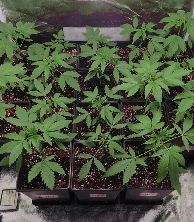 Super Lemon Haze x Gelato Seeds