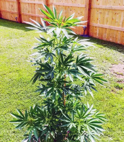 Graines de cannabis Sweet Valley Kush x Amnesia x Dosidos (GHS)