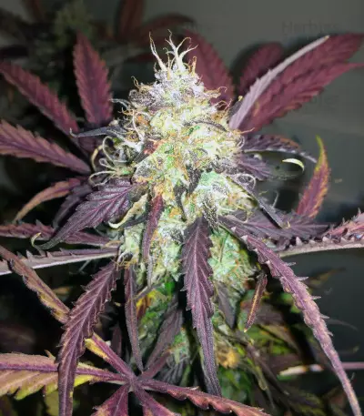 Thin Mint Crack Autoflower feminized seeds