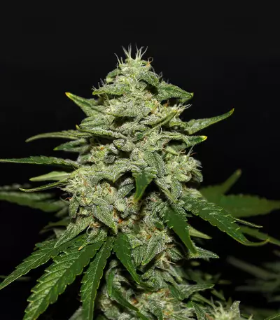 Tyrone Special Auto (Mephisto Genetics)