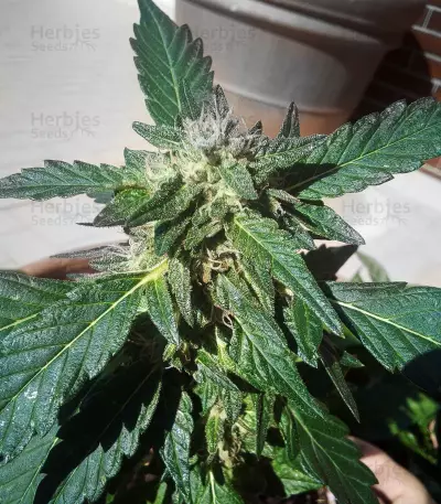 Wedding Gelato feminized seeds