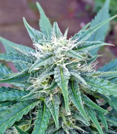 White Widow Auto strain