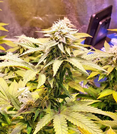 White Widow feminized seeds (Flying Dutchmen)