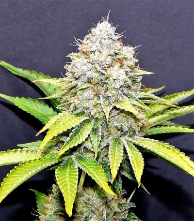 Xtreme Kush feminized seeds