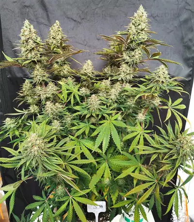 Amnesia Lemon Kush Seeds (Original Sensible Seeds)