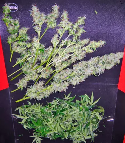 Auto-Bomb strain