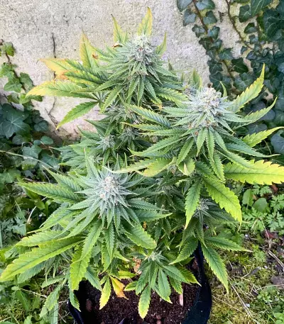 Black Domina (Herbies Seeds)