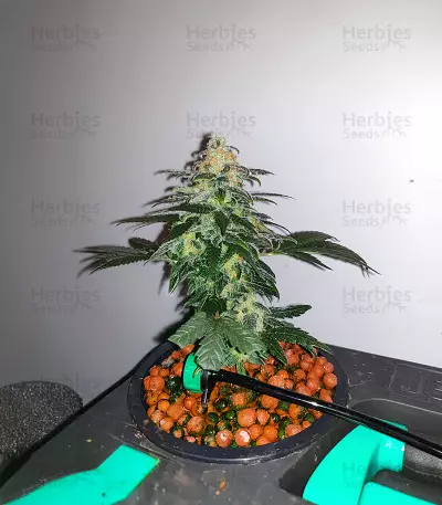 Blue Dream Haze (Cali Connection Seeds)