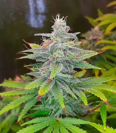 Blue Dream-Samen (Herbies Seeds)