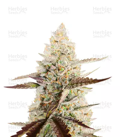 CBD Amnesia Feminized Seeds (Herbies Seeds USA)