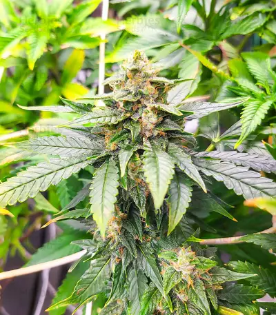เมล็ด Dozy Doz (AlphaFem Seeds)