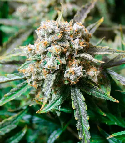 Fruit Punch Auto (Heavyweight Seeds)