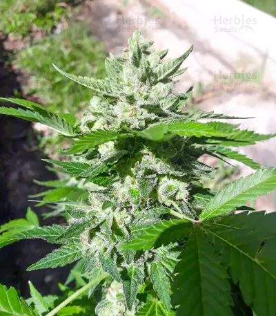 Medi Bomb 1 Seeds