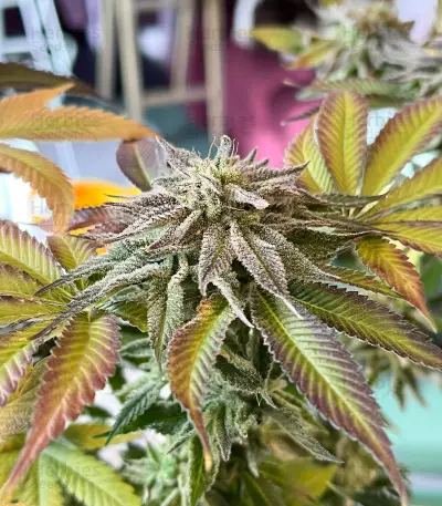 Mimosa Champagne strain