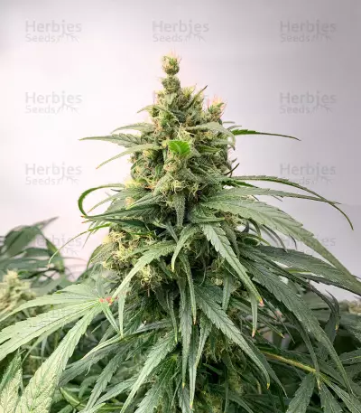 NY Diesel (Herbies Seeds)