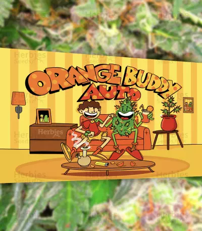 Semi Femminizzati Orange Buddy Auto (Herbies Seeds)