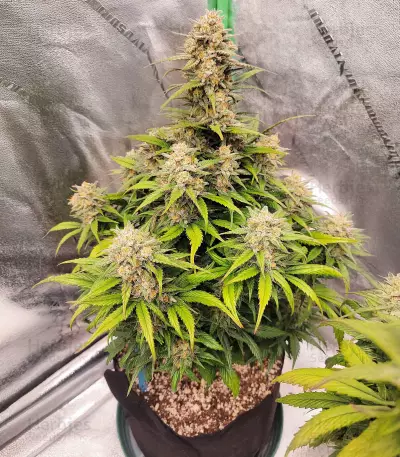 Papaya Cookies Auto Seeds