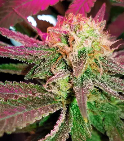 Purple Haze 1 feminized seeds