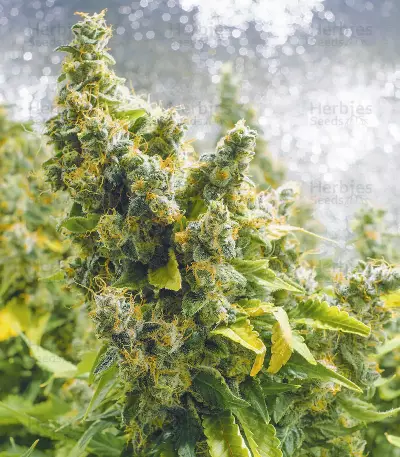 Purple Haze 1 feminized seeds