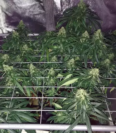 Afghan Skunk (Advanced Seeds)
