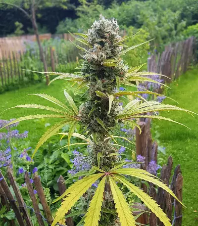 Amnesia Mac Ganja Seeds