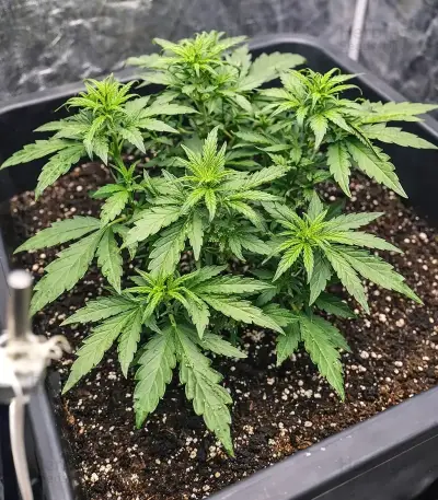 Black Toffee Auto Seeds