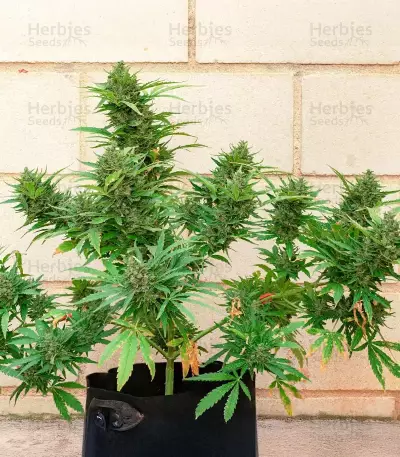California Special feminized seeds