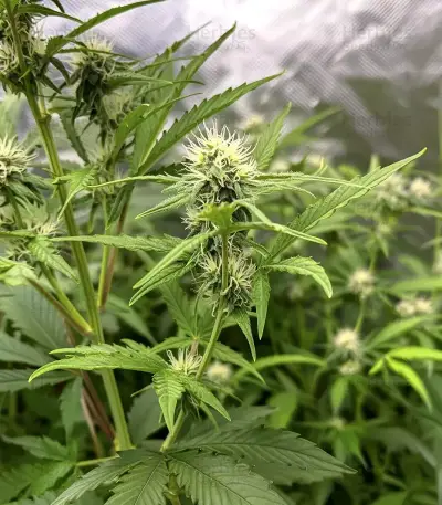 Cheese Auto Seeds