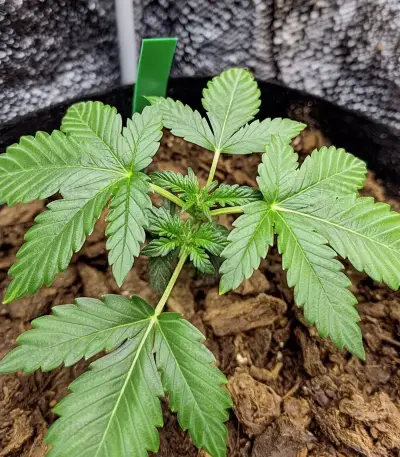 Cheese Seeds