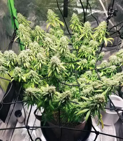 Chocolate Skunk Seeds