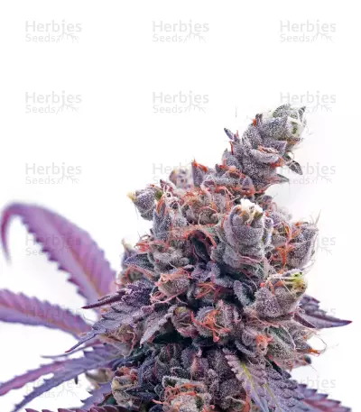 Crystal Gelato (Big Head Seeds)