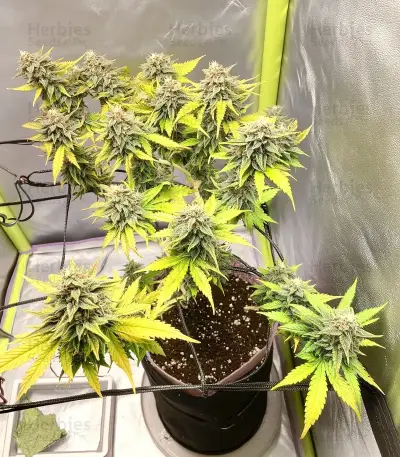 Forbidden Cherry Auto Seeds