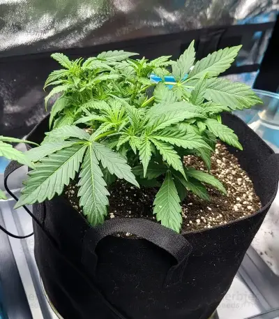 Gorilla Glue #4 Auto Seeds
