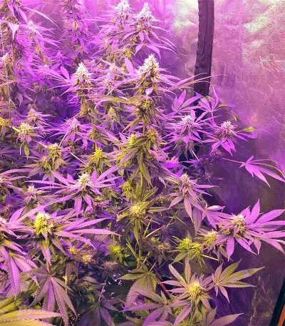 Grandaddy Purple feminized seeds (Big Head Seeds)