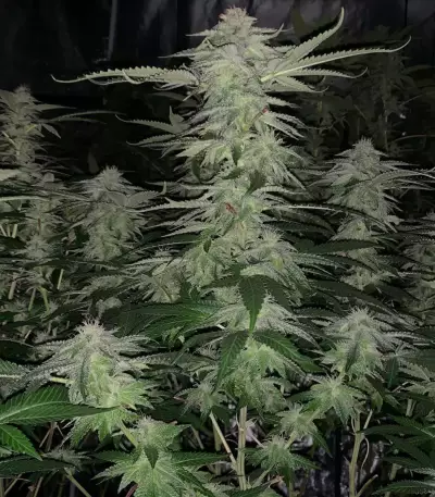 Grandaddy Purple feminized seeds (Big Head Seeds)