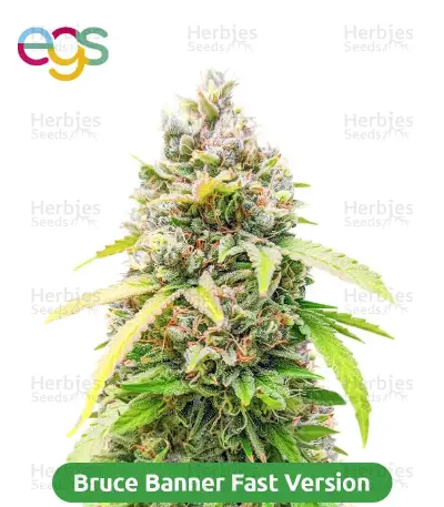 High-THC Bundle #3