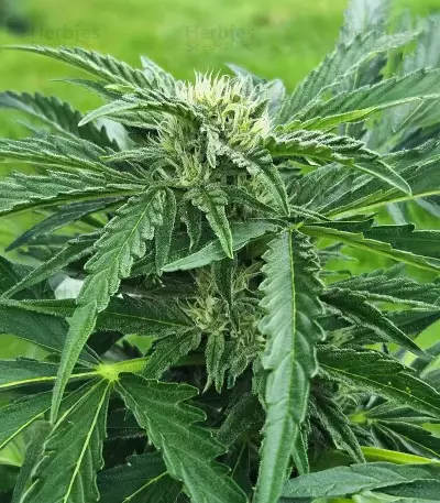 Lemon Cherry Gelato Auto R3 (Ethos Genetics)