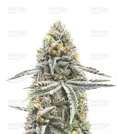 Lemon Jack Autoflower Feminized Seeds (Seedkeepers)