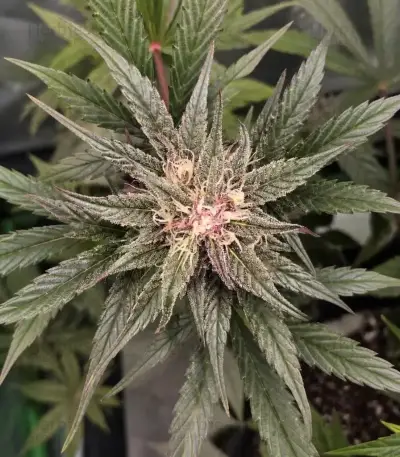 Semi Femminizzati Mango Cherry Runtz Auto (Fast Buds)