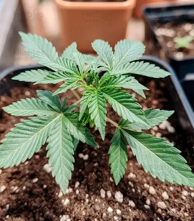 Mimosa Auto Seeds