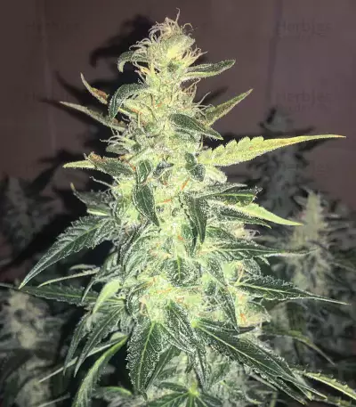 Northern Light Auto Seeds