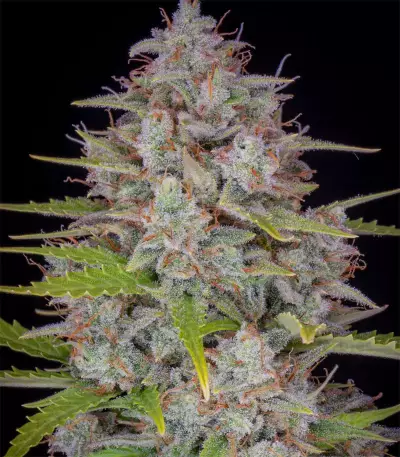 Orange Sherbet Auto Seeds