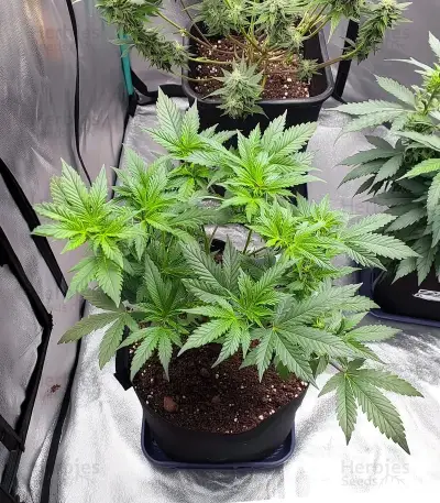 Orange Sherbet FF Seeds