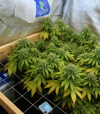 RS11 x Banana OG Seeds (Barney's Farm)