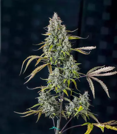 Sour Bubbly Auto (Mephisto Genetics)