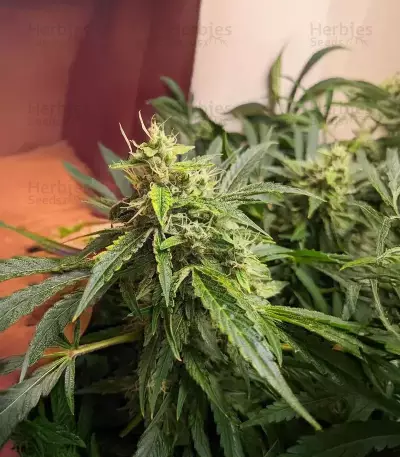 Sour Bubbly Auto (Mephisto Genetics)